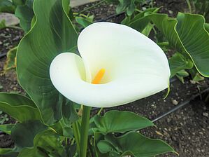 Zantedeschia aethiopica 'Pink Mist' Impossible d'afficher l'image