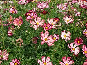 Impossible d'afficher l'image