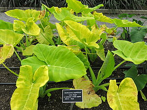 Xanthosoma 'Lime Zinger' Impossible d'afficher l'image