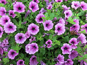 Petunia 'Supertunia Mini Rose Veined Imp' Impossible d'afficher l'image