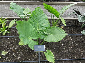 Alocasia 'Calidora' Impossible d'afficher l'image