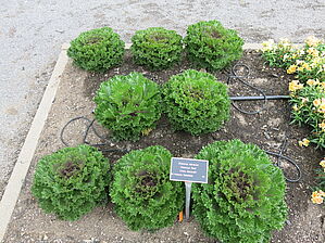 Impossible to display the image