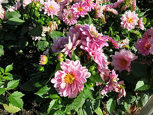 Impossible d'afficher l'image