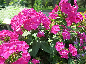 Phlox (Pot) 'Bambini Desire' Impossible d'afficher l'image