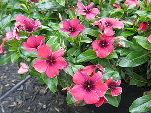 Impossible d'afficher l'image