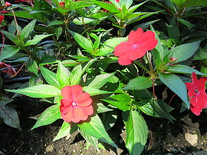 Impossible d'afficher l'image