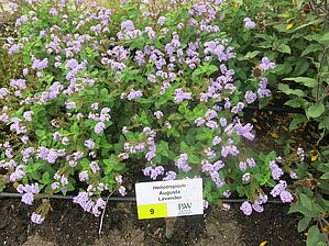 Impossible d'afficher l'image