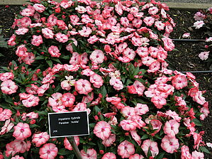 Impossible d'afficher l'image