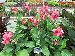 Impossible d'afficher l'image