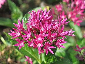 Impossible d'afficher l'image