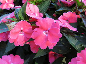 Impossible d'afficher l'image