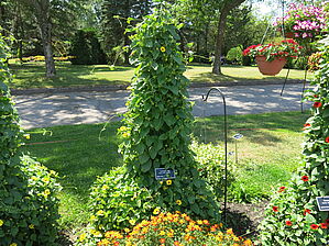 Thunbergia Sunny Susy 'Apricot' Impossible d'afficher l'image