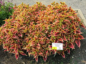 Impossible to display the image