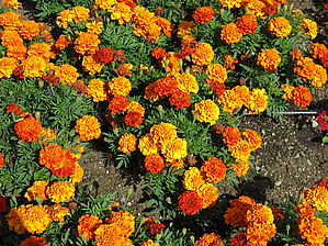 Tagetes 'Fireball' Impossible d'afficher l'image