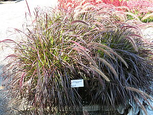 Impossible d'afficher l'image