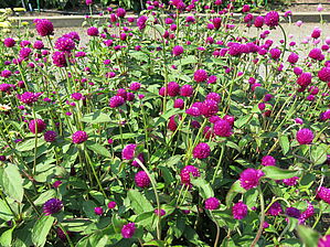 Gomphrena 'Ping Pong Purple' Impossible d'afficher l'image