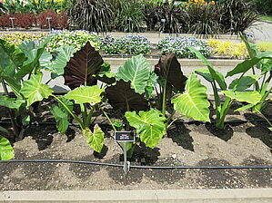 Alocasia 'Mayan Mask' Impossible d'afficher l'image