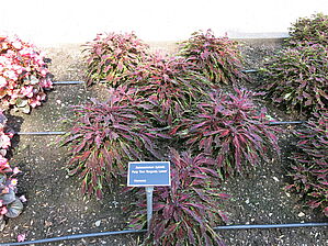 Plectranthus 'Party Time Burgundy Lancer' Impossible d'afficher l'image