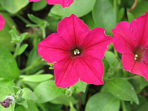 Petunia Wave 'Carmine Velour' Impossible d'afficher l'image