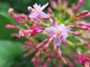 Impossible d'afficher l'image