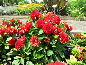 Impossible d'afficher l'image