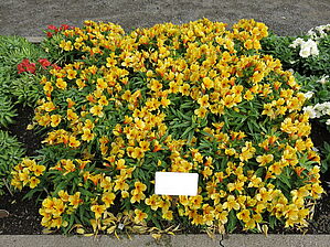Alstroemeria Colorita 'Lisa' Impossible d'afficher l'image