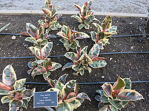 Impossible d'afficher l'image