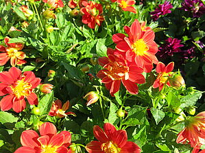 Impossible d'afficher l'image