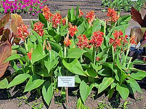 Impossible d'afficher l'image