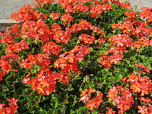 Impossible d'afficher l'image