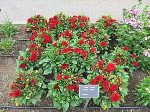 Impossible d'afficher l'image