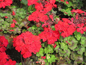 Impossible d'afficher l'image