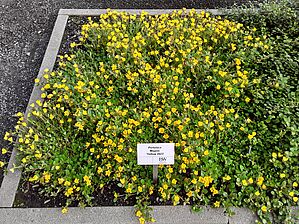 Portulaca Mojave 'Yellow' Impossible d'afficher l'image