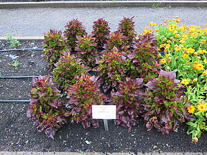 Impossible d'afficher l'image