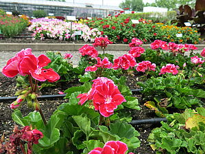 Impossible d'afficher l'image