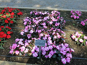 Impossible d'afficher l'image