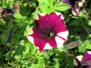 Impossible d'afficher l'image