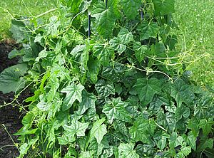 Impossible d'afficher l'image