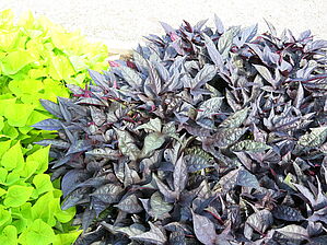 Impossible d'afficher l'image