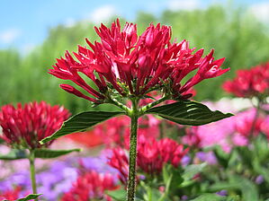 Impossible d'afficher l'image