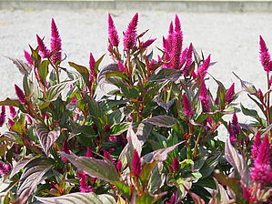 Impossible d'afficher l'image