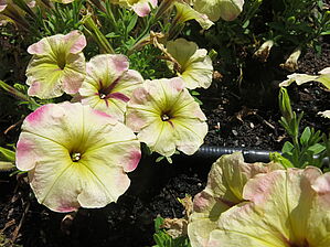 Impossible d'afficher l'image