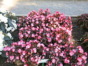 Begonia 'Senator Rose Bicolour' Impossible to display the image