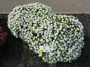 Petunia Itsy 'White' Impossible d'afficher l'image