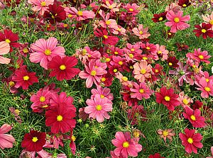 Impossible d'afficher l'image