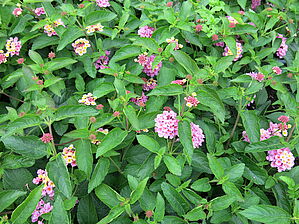 Impossible d'afficher l'image