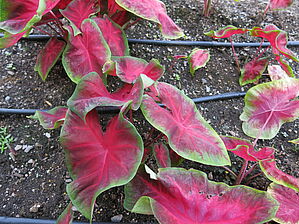 Caladium Painted Frog 'Red Bellied Tree Frog' Impossible to display the image