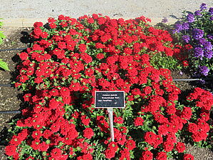 Verbena 'EnduraScape Red' Impossible d'afficher l'image