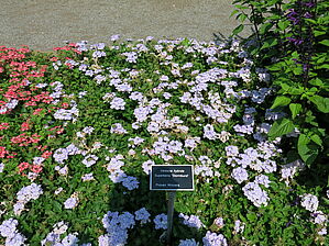 Verbena 'Superbena Stormburst' Impossible d'afficher l'image
