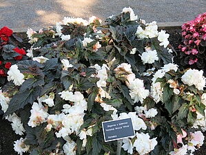 Begonia 'Nonstop Mocca White' Impossible to display the image